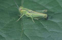 Grasshopper nymph