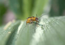 Western corn rootworm feeding on pollen on a leaf