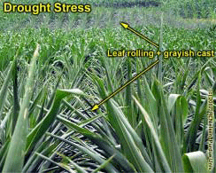 Drought Stress