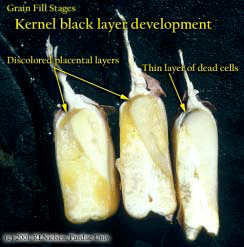 Kernel black layer development