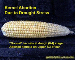 Kernel Abortion Due to Drought Stress