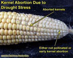 Kernel Abortion Due to Drought Stress