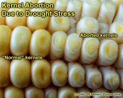 Kernel Abortion Due to Drought Stress