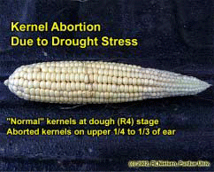 Kernel Abortion Due to Drought Stress