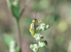 Western corn rootworm feeding on weed pollen