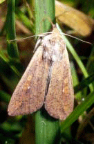 Armyworm moth