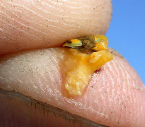 Eggs squeezed out of western corn rootworm female