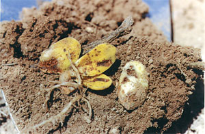 seed eaten or sprout cut off