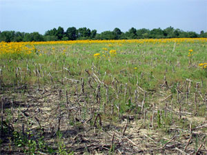 Many different insects call this field home