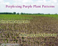 Perplexing Purple Plant Patterns