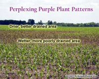 Perplexing Purple Plant Patterns