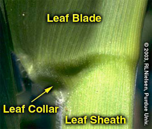 Leaf Blade