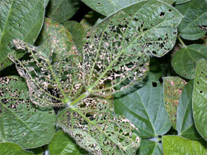 Leaf tissue removed