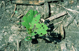 Rounded holes in leaves