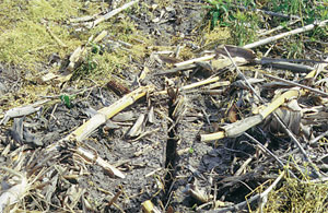 stink bugs feed on corn seedlings in the open seed slot