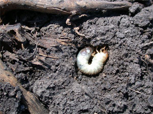 Grub feeding on decaying crop residues