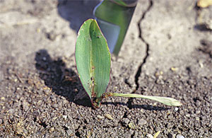 Seedling corn damage by a tiny stalk borer