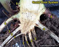 Nodal Root System