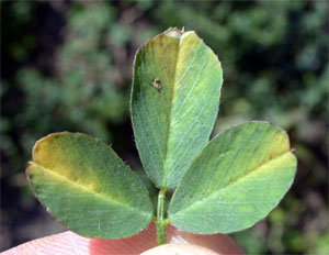 Hopper burn on alfalfa