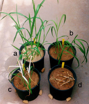 a) Nontreated, b) Atrazine c) Callisto d) Callisto