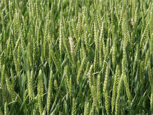 Wheat heads infected with scab