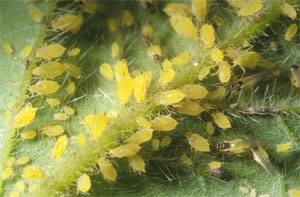 Soybean aphids