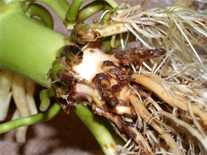 Yellowing of foliage from soybean aphid feeding