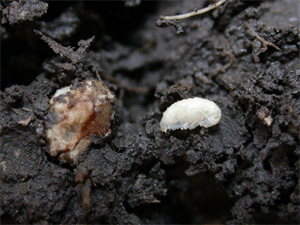 Ants tending the soybean aphid for honeydew