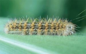 Lady beetle larva feeding on soybean aphid