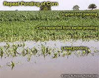 Repeat Ponding of Corn