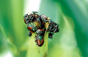 Winged and wingless soybean aphid