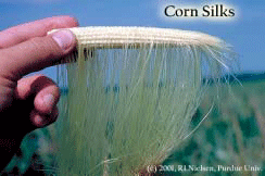 Corn silks