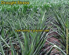 Drought Stress