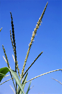 Early pollen shed