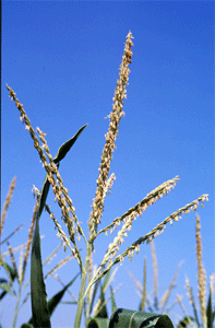 Late pollen shed