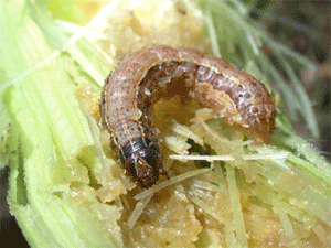 Lady beetle larva feeding on soybean aphid