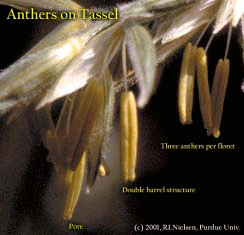 Anthers on Tassel