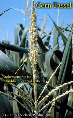 Corn Tassel