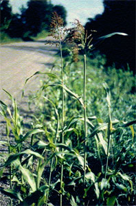 Seedling Johnsongrass