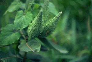 Common Milkweed