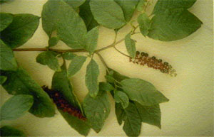 Common Pokeweed