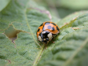 Winged and wingless soybean aphid