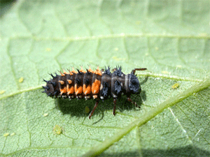 Parasitized aphid "mummy"