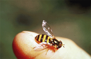 close-up of aphid cast skins, "dandruff"