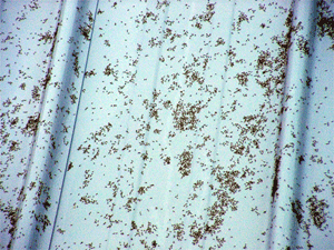 Close-up of a healthy and two diseased aphids