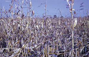 Severe stalk rot lodging