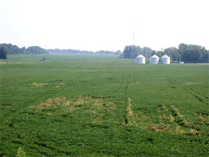 Tire tracks from applicator