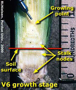 V6 Growth Stage