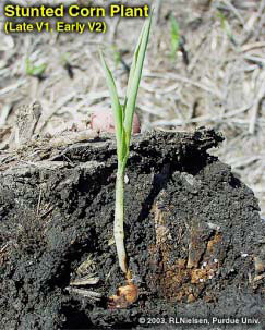 Stunted Corn Plant