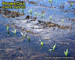 Ponded Corn